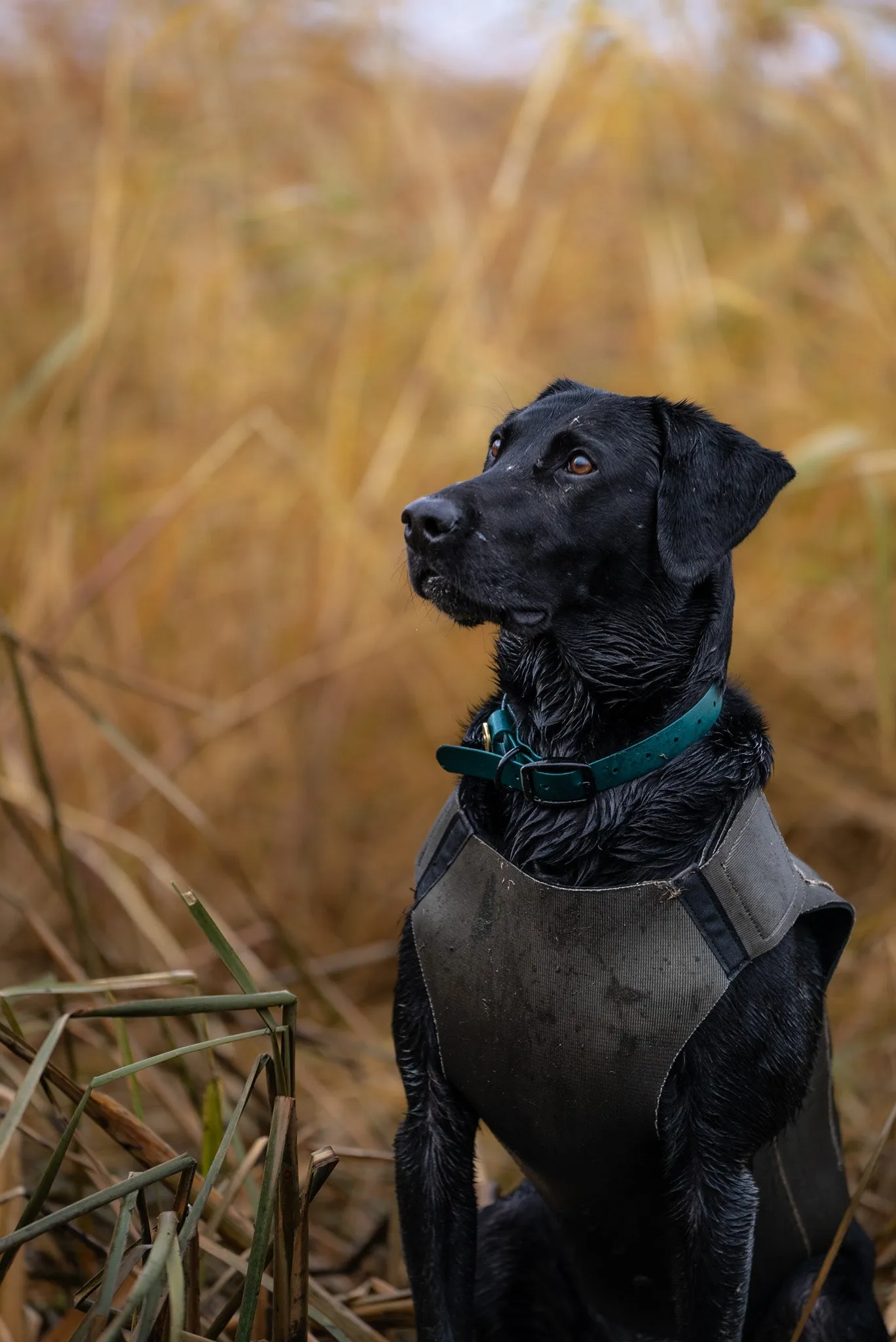 Olive/Black - Dog Vest