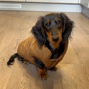 Puffer Dachshund Coat