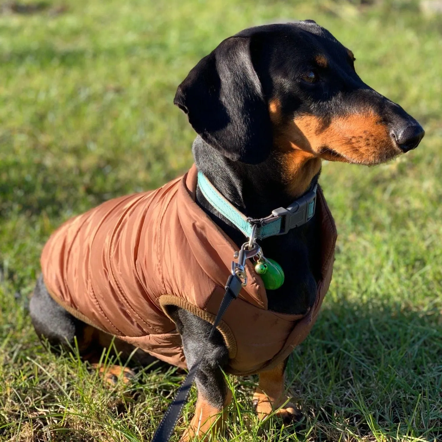 Puffer Dachshund Coat