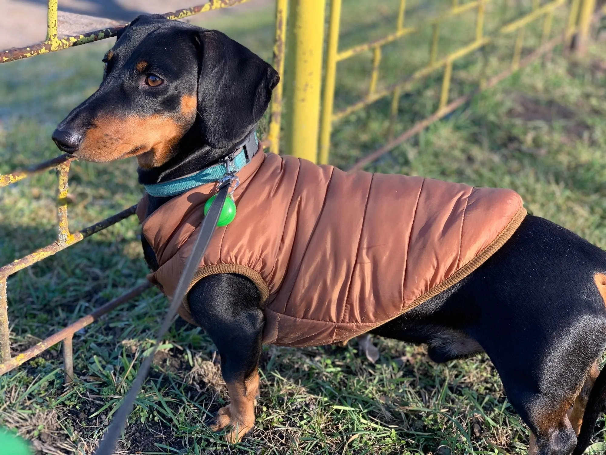 Puffer Dachshund Coat