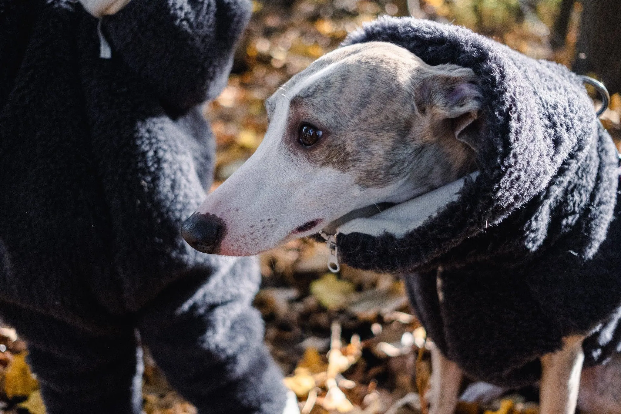 Woolen Dog Vest - Charcoal